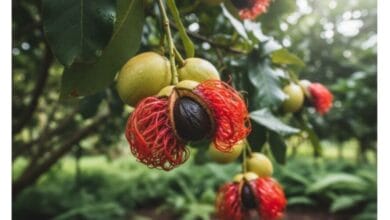 How to Grow Mace