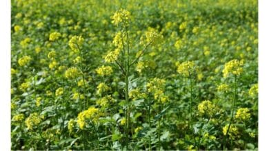 How to Grow Mustard Seeds