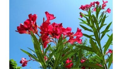 How to Grow Oleander