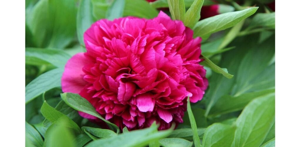 How to Grow Peony