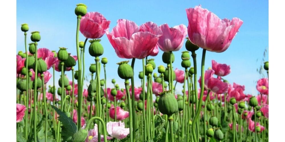 How to Grow Poppy Seeds