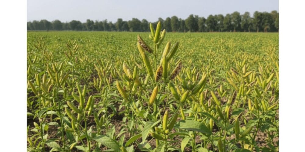 Sesame Seeds (Til) plant
