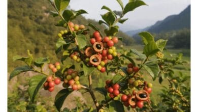 How to Grow Sichuan Pepper
