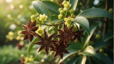 How to Grow Star Anise