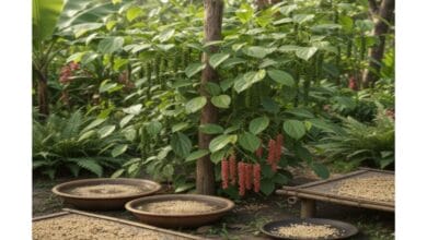 How to Grow White Pepper