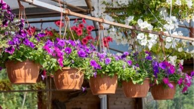 Best Indoor Fragrant Plants