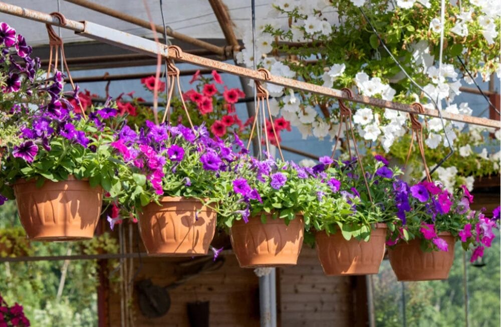 Best Indoor Fragrant Plants