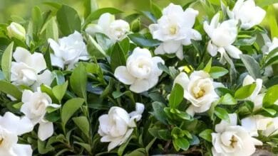 How to Grow Gardenia Plant