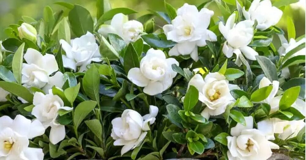 How to Grow Gardenia Plant