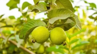 How to Grow a Guava Tree