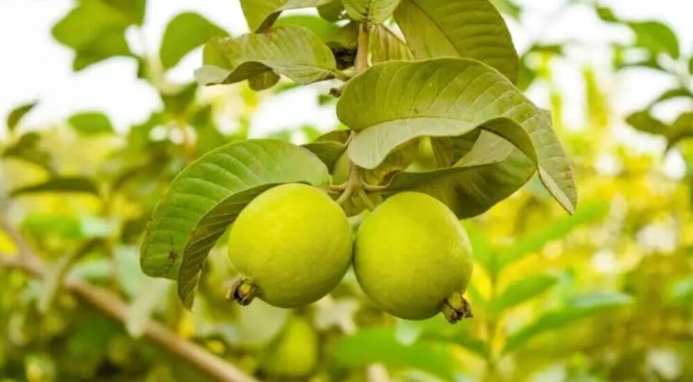 How to Grow a Guava Tree