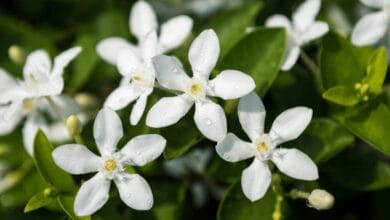 Jasmine Plant