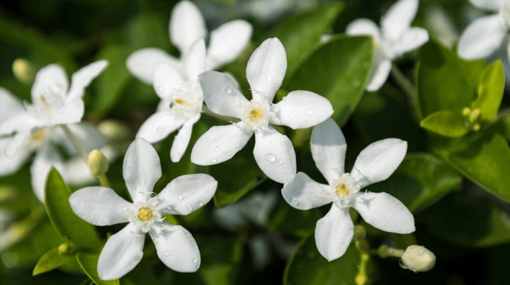 Jasmine Plant