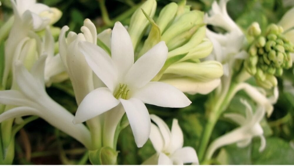 How to Grow Tuberose