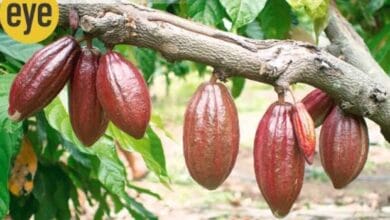 Chocolate Plant