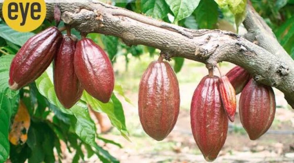 Chocolate Plant