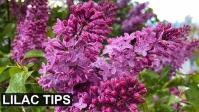 Lilac Plant
