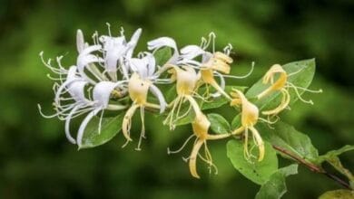 Honeysuckle Plant