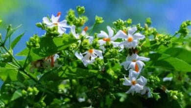 Parijat Flower