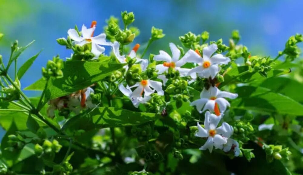 Parijat Flower