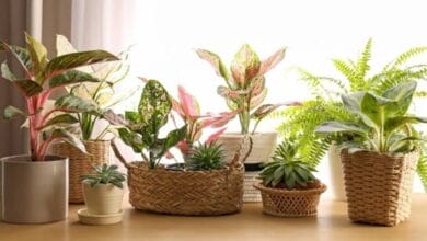 Indoor Plants vs Outdoor Plants