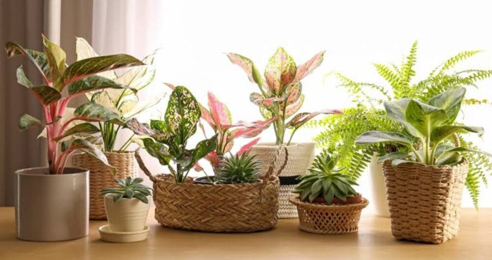 Indoor Plants vs Outdoor Plants