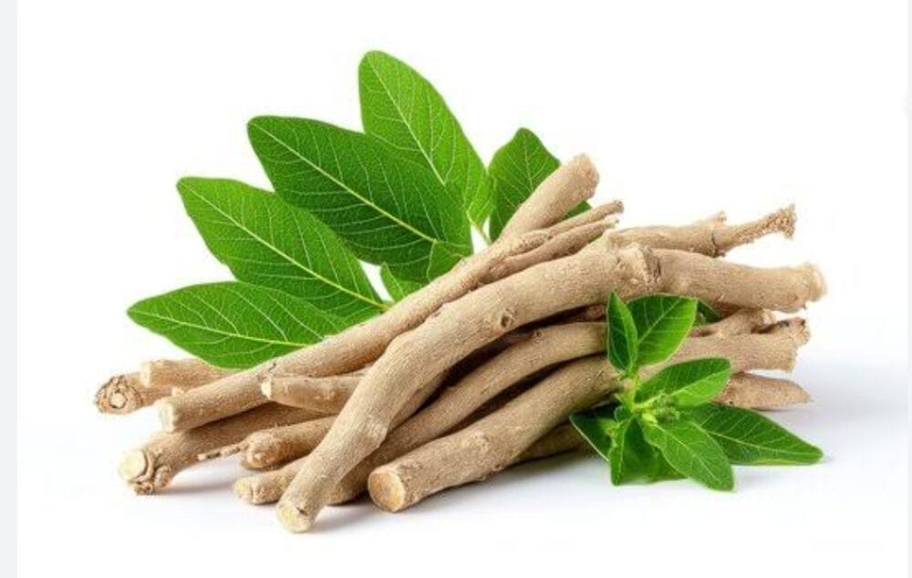 Ashwagandha Growing Guide