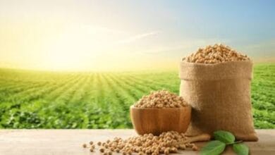 Soyabean Producing Countries