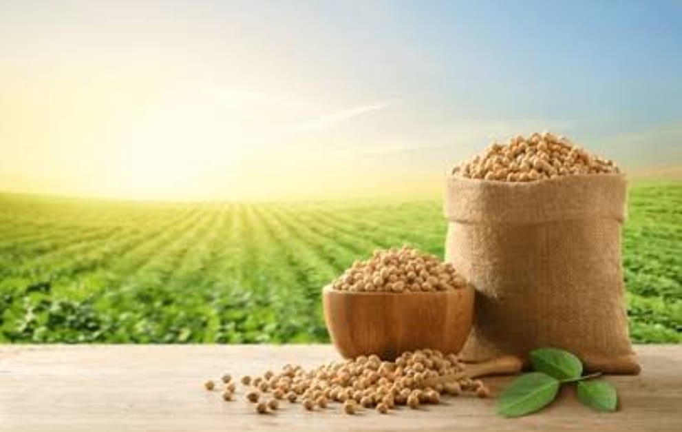 Soyabean Producing Countries