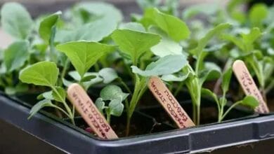 Glycel Used in Agriculture