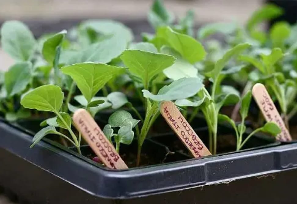 Glycel Used in Agriculture