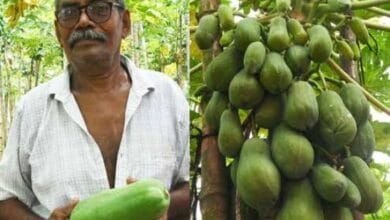 Develops Disease-Resistant Papaya