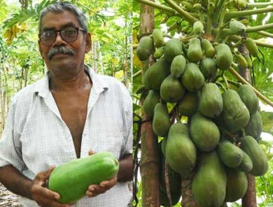 Develops Disease-Resistant Papaya