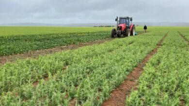 UP Targets pulses area of 3 mn hactares
