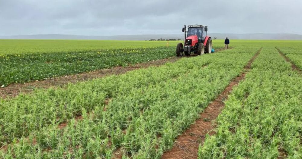 UP Targets pulses area of 3 mn hactares