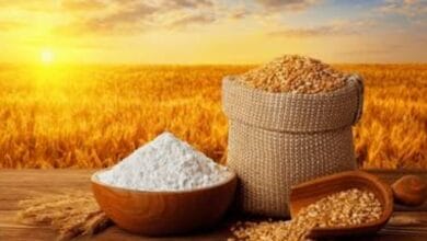 wheat varieties to solve crop cycle disruption