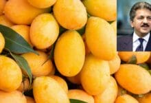 Anand Mahindra Praises Farmer Who Grew a Mango That Doesn’t Wait for Season