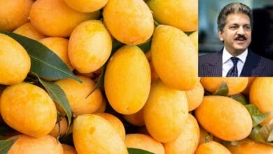 Anand Mahindra Praises Farmer Who Grew a Mango That Doesn’t Wait for Season