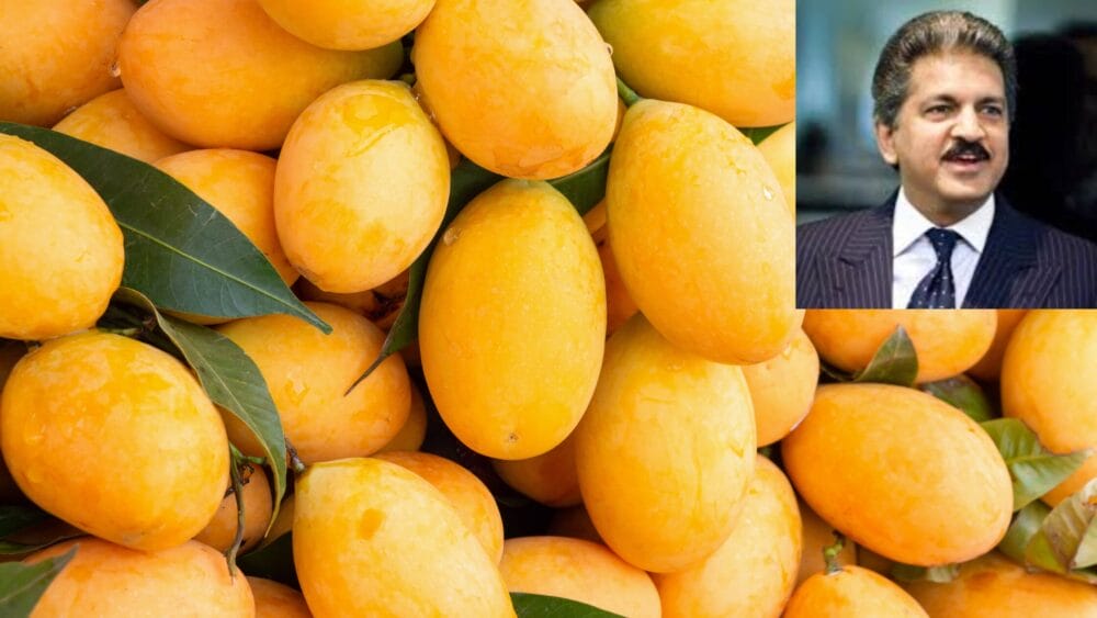 Anand Mahindra Praises Farmer Who Grew a Mango That Doesn’t Wait for Season