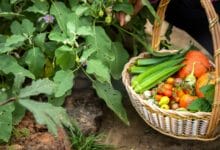 Best Vegetables to Grow in April