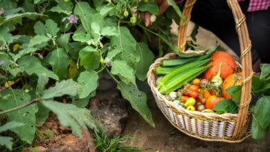 Best Vegetables to Grow in April