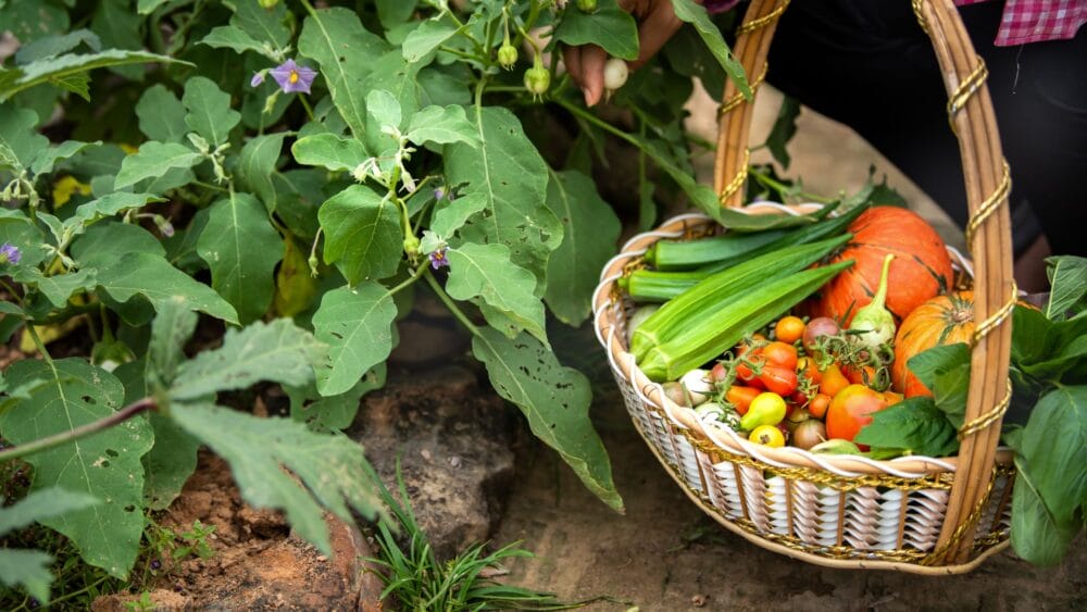 Best Vegetables to Grow in April