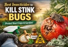Insecticides That Kill Stink Bugs Fast