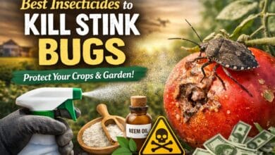 Insecticides That Kill Stink Bugs Fast