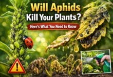 Will Aphids Kill My Plants