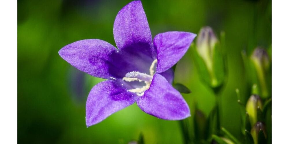 How to Grow Bluebells