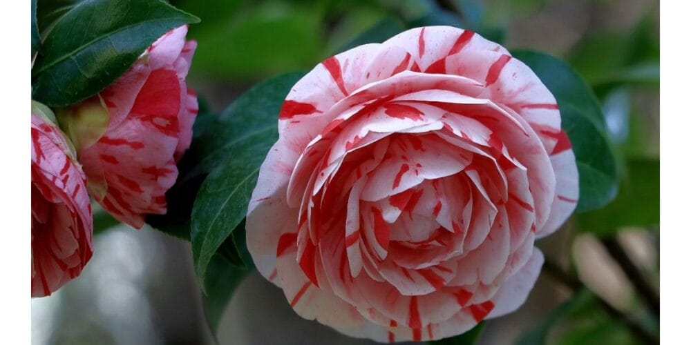 How to Grow Camellia