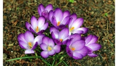 How to Grow Cobra Saffron