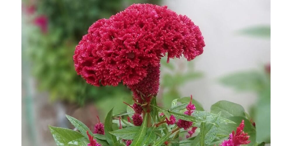 How to Grow Cockscomb