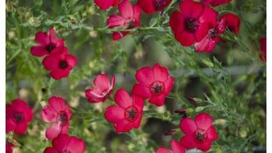 How to Grow Flax
